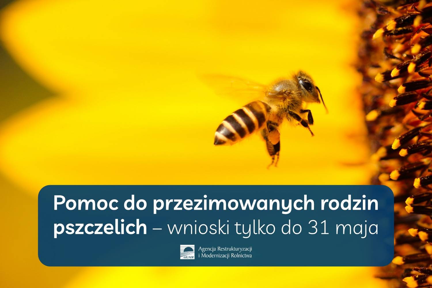 Pomoc-do-przezimowanych-rodzin-pszczelich