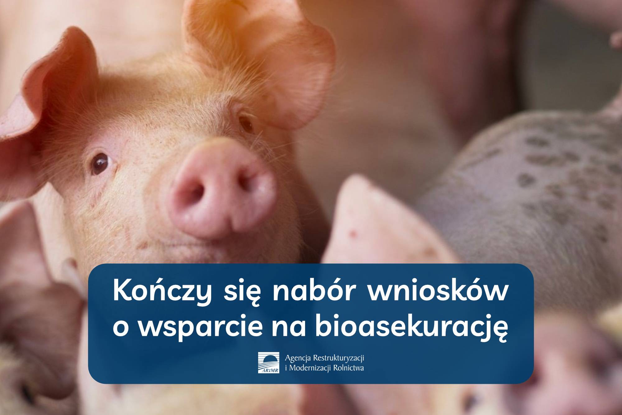 Koczy-si-nabr-wnioskw-o-wsparcie-na-bioasekuracj---informacja-prasowa