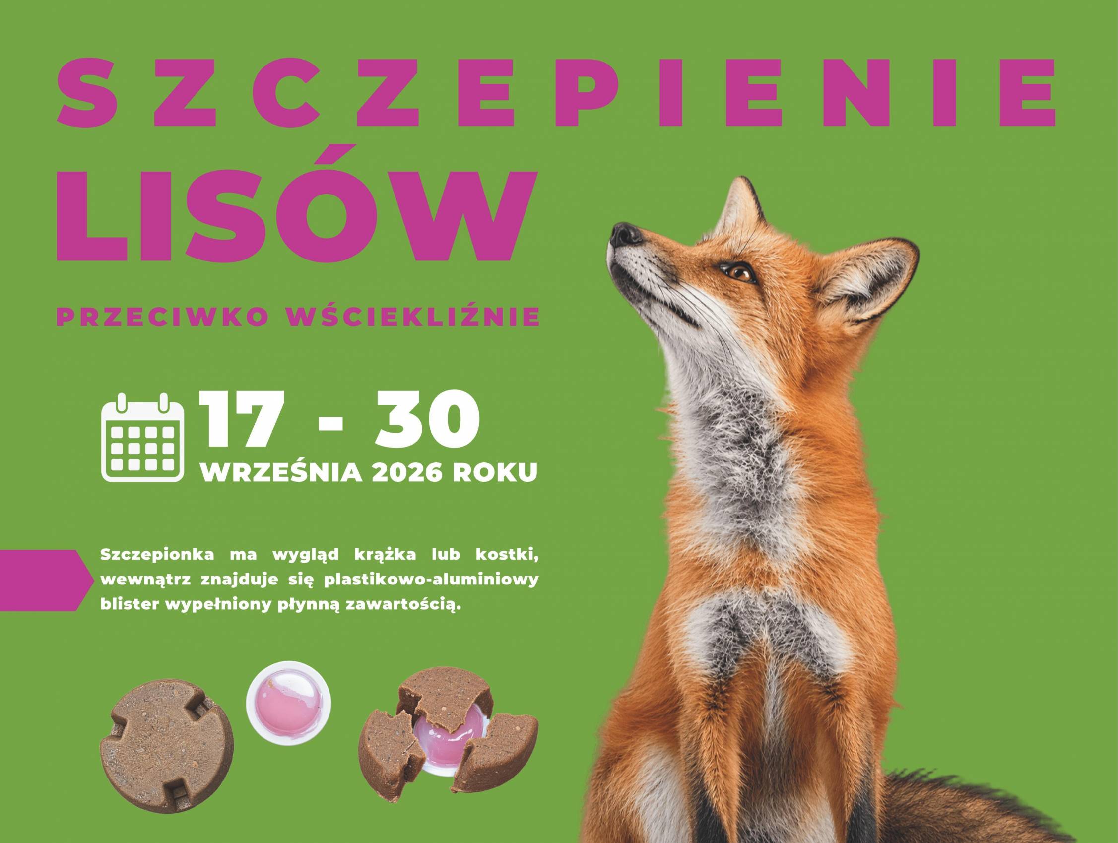 Jesienna akcja szczepienia lisów na terenie woj. łódzkiego.